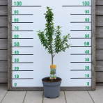 Mini višňa nízkokmenná (Prunus cerasus) ´PIEMONT´ - skorá, výška: 60-90 cm, kont. C5L